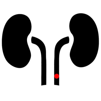 Human kidneys and bladder icon simple style vector cl340